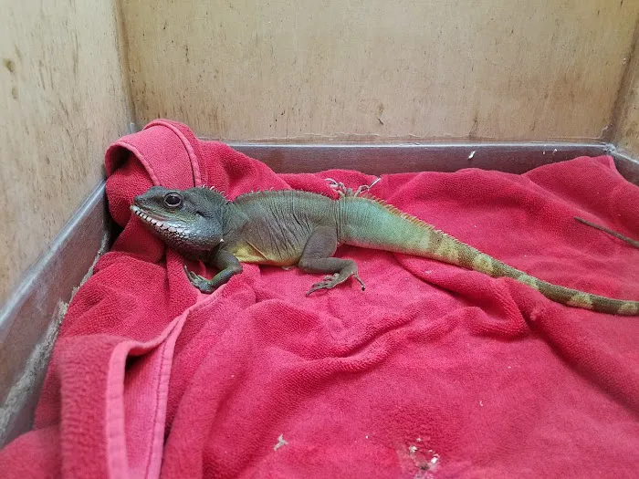 The Reptile Den Picture 3