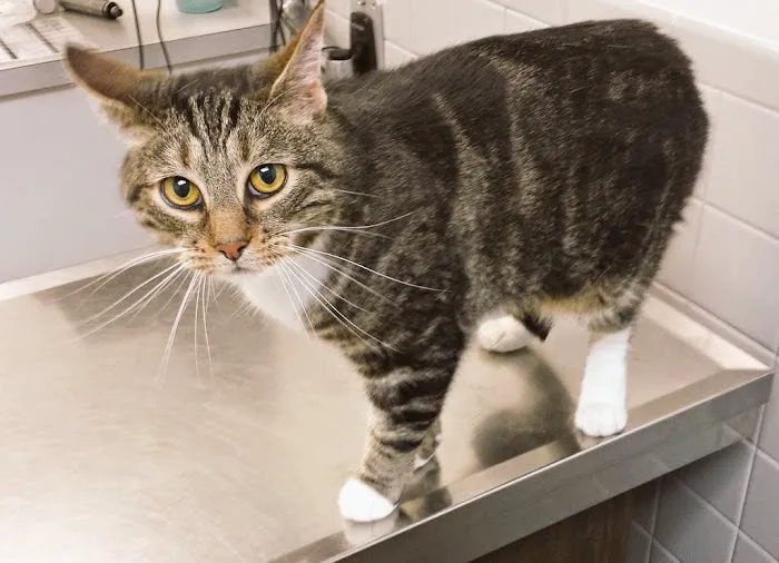 Falls Church Animal Hospital Picture 8