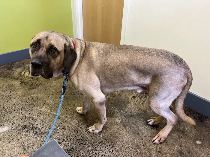 Value Vet- By Appointment Picture 1