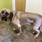Value Vet- By Appointment