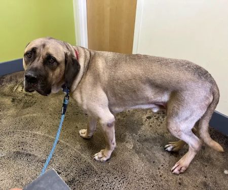 Value Vet- By Appointment