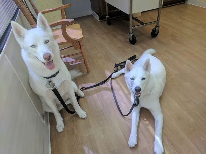 Tysons Corner Animal Hospital Picture 1