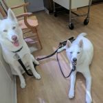Tysons Corner Animal Hospital