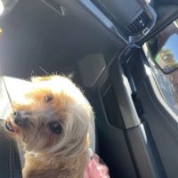 Top Dog Pet Store & Grooming ico