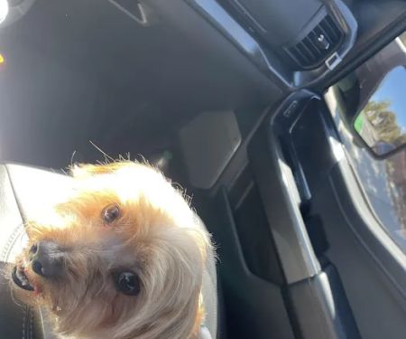 Top Dog Pet Store & Grooming