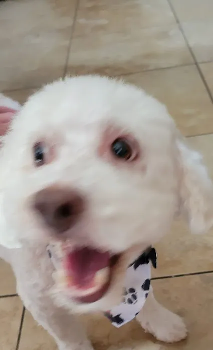 Top Dog Pet Store & Grooming Picture 7