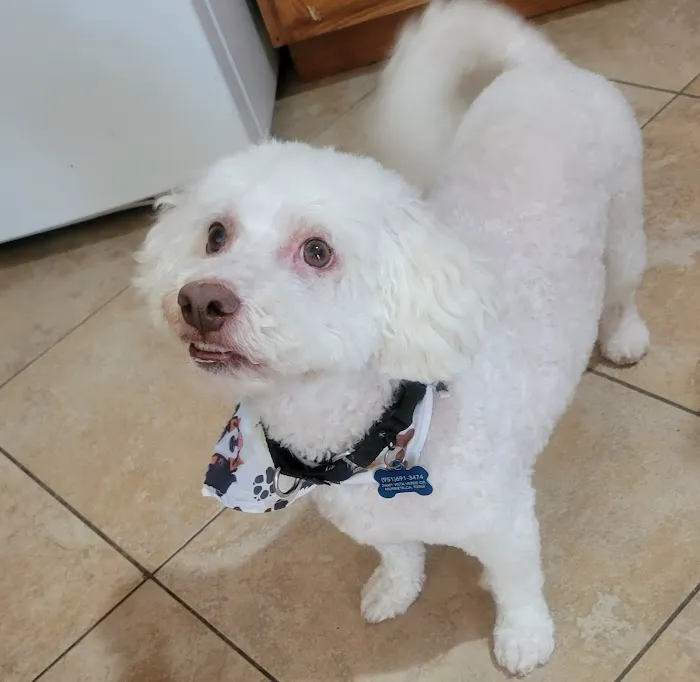 Top Dog Pet Store & Grooming Picture 8