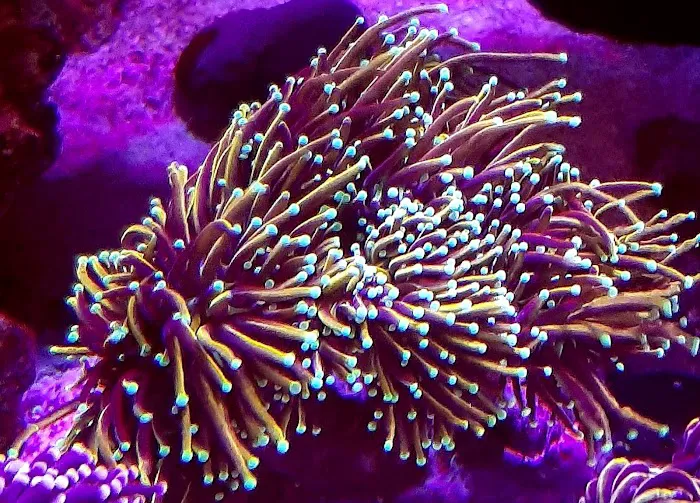 Reef Runner's Aquarium Service Picture 1