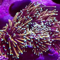 Reef Runner's Aquarium Service ico