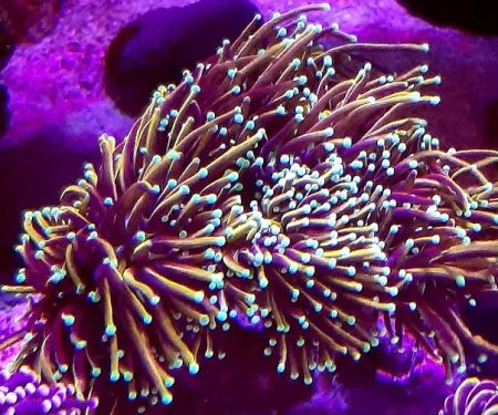 Reef Runner's Aquarium Service