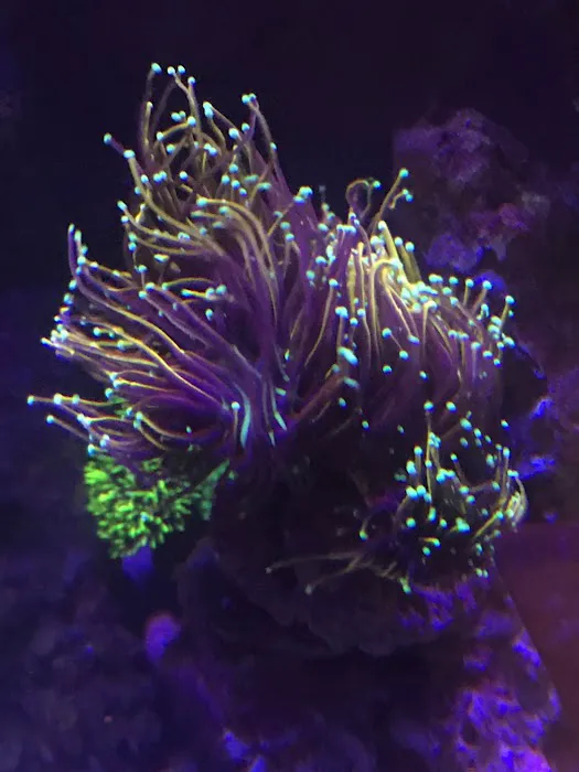 Reef Runner's Aquarium Service Picture 7