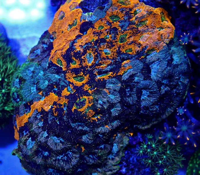 Reef Runner's Aquarium Service Picture 8
