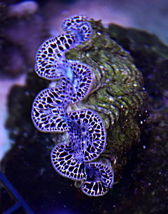 Reef Runner's Aquarium Service Picture 6