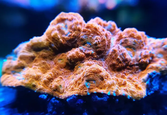 Reef Runner's Aquarium Service Picture 5