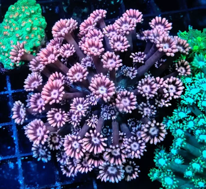 Reef Runner's Aquarium Service Picture 10