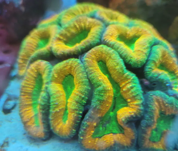 Reef Runner's Aquarium Service Picture 3