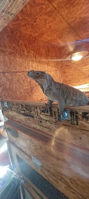 Westisbest Reptiles LLC Picture 5