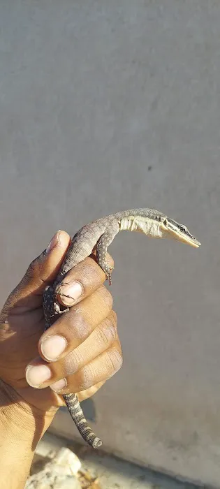 Westisbest Reptiles LLC Picture 3