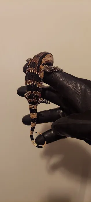 Westisbest Reptiles LLC Picture 8