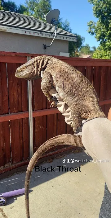 Westisbest Reptiles LLC Picture 1