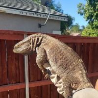 Westisbest Reptiles LLC ico