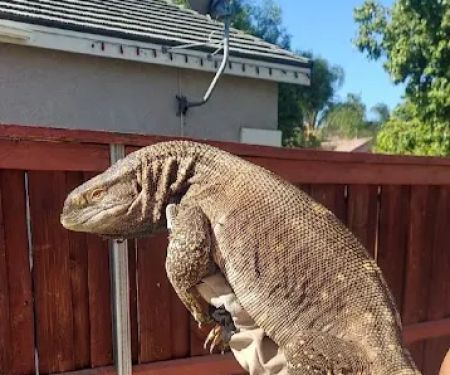 Westisbest Reptiles LLC