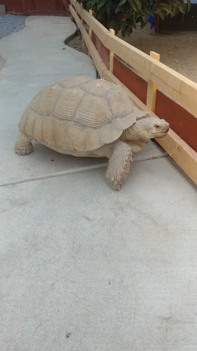 Westisbest Reptiles LLC Picture 9