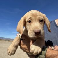 Rock Creek Ranch ico