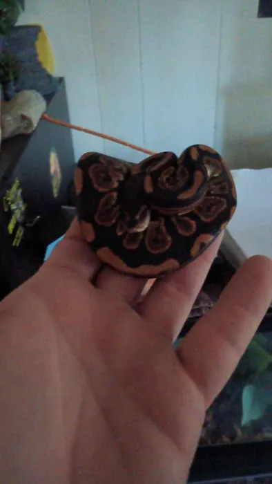 Hutches Clutches Picture 1