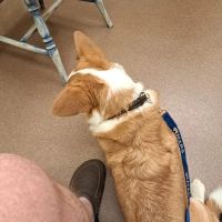 Marshall Veterinary Clinic ico