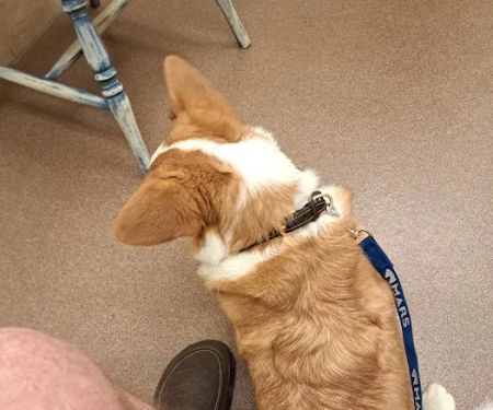 Marshall Veterinary Clinic