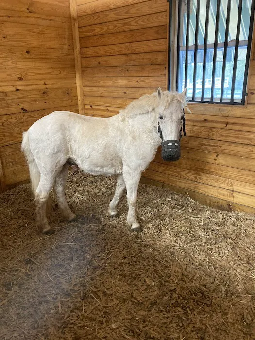 Piedmont Equine Practice Picture 9