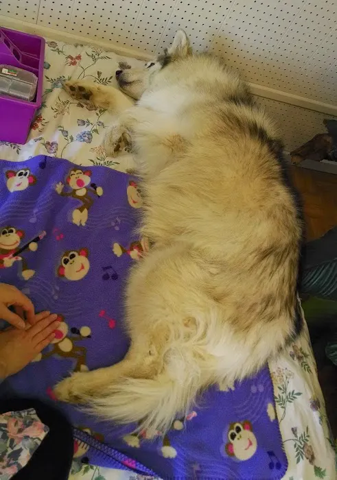 Paws For Holistic Pet Care Picture 4