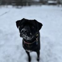 Paws For Holistic Pet Care ico