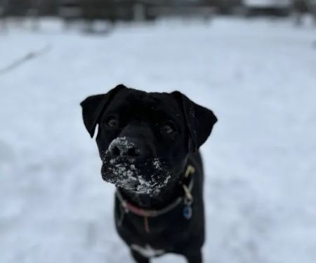 Paws For Holistic Pet Care