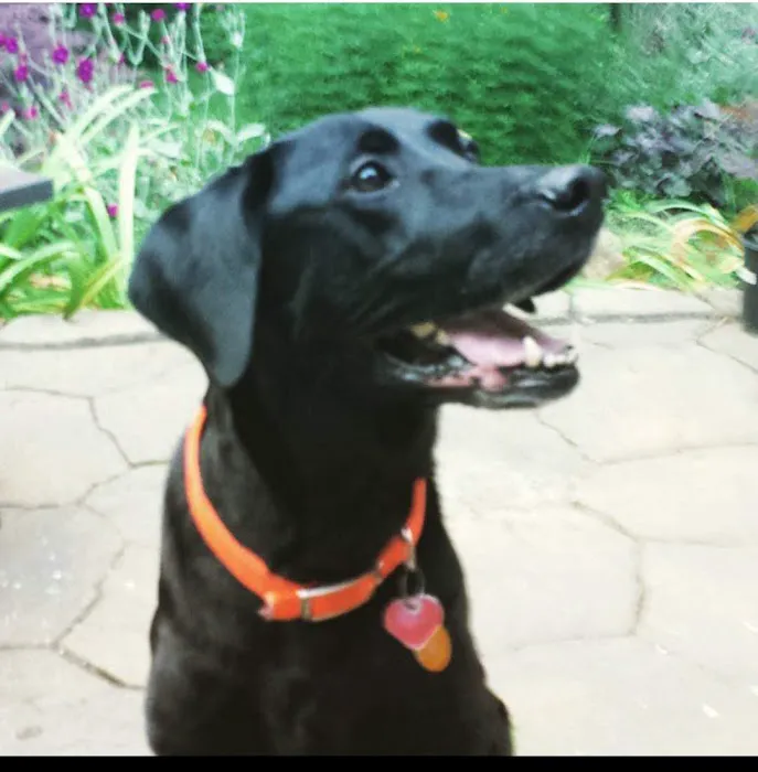 Paws For Holistic Pet Care Picture 6