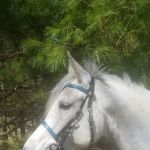 Hartland Equine Veterinary Services, PLLC