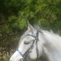 Hartland Equine Veterinary Services, PLLC ico
