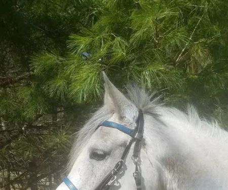 Hartland Equine Veterinary Services, PLLC
