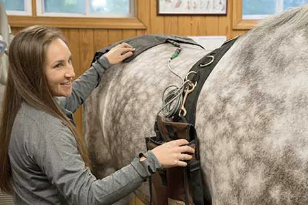 Virginia Equine Imaging Picture 2