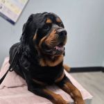 Agape Vet Clinic