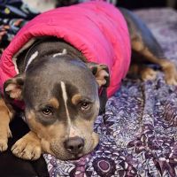 Cool Pet Boutique ico