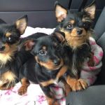 Colony Animal Hospital