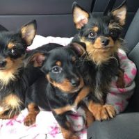 Colony Animal Hospital ico