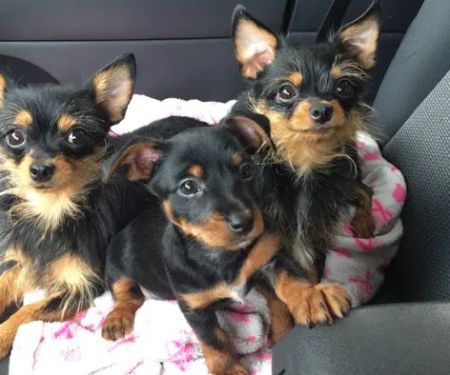 Colony Animal Hospital