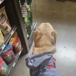 Petco