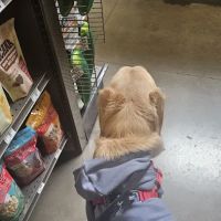 Petco ico