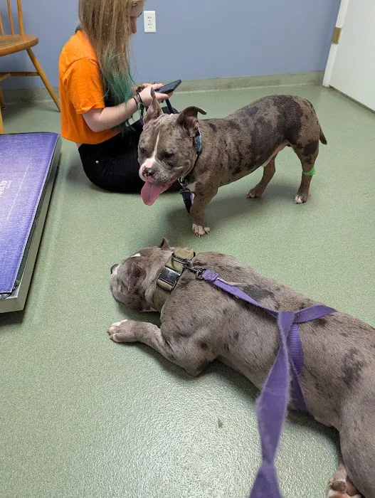 Linden Heights Animal Hospital Picture 2