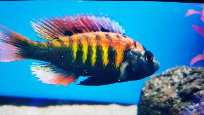 Fish Frenzy Picture 1