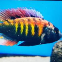 Fish Frenzy ico